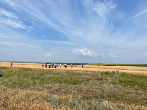 День Поля в Жирновском районе